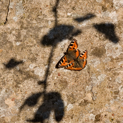 [Image: IMG_0655-Edit.jpg]