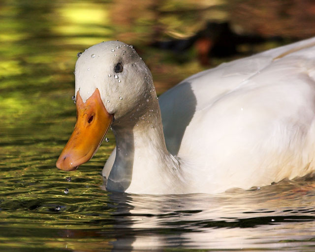 [Image: IMG_6155-01whiteduck.jpg]