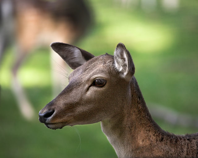 [Image: IMG_6274-02deer.jpg]