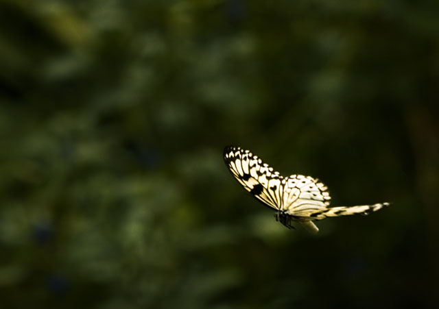 [Image: IMG_6684-Edit.jpg]