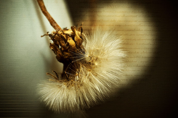 [Image: IMG_9369-Edit.jpg]