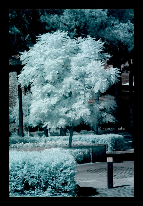 [Image: IR%20curtin%20tree.jpg]