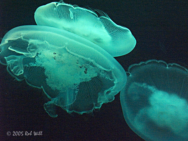 [Image: Jellyfish.jpg]