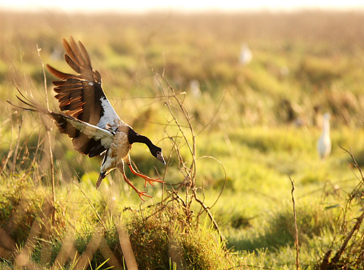 [Image: Landing-Duck-Fog-Dam.jpg]