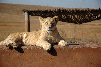 [Image: Lion%20resting.JPG]