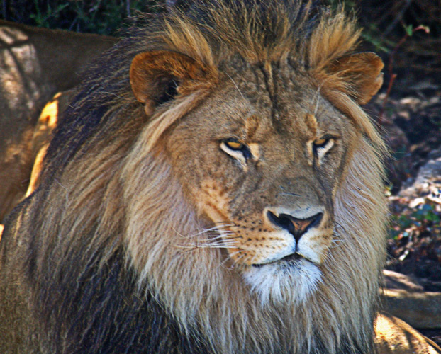 [Image: Lion2.jpg]