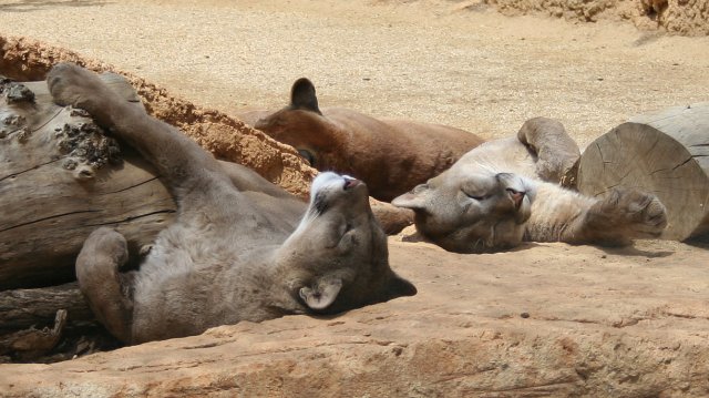 [Image: Loafing.jpg]