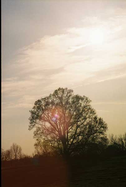 [Image: Lonely-Tree.jpg]