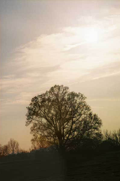 [Image: Lonely-Tree_1.jpg]
