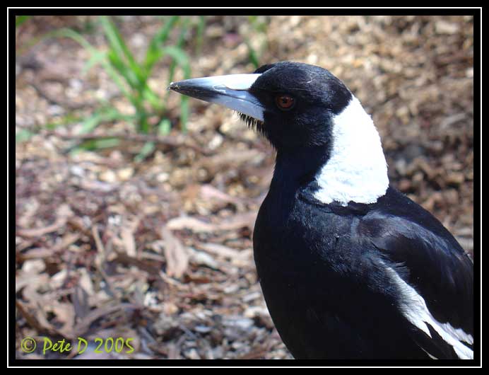 [Image: Magpie-2.jpg]