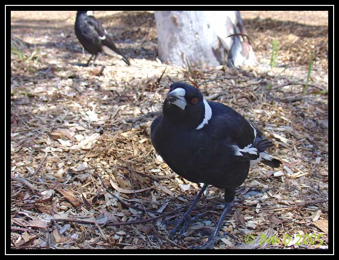 [Image: Magpie-4.jpg]