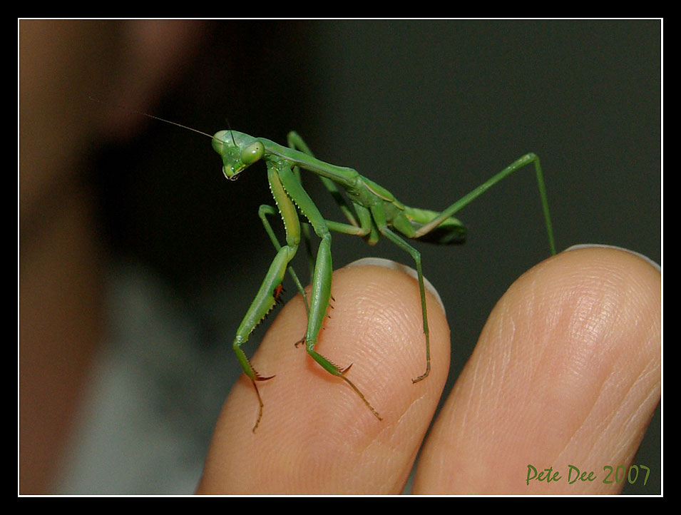 [Image: Mantis-1.jpg]