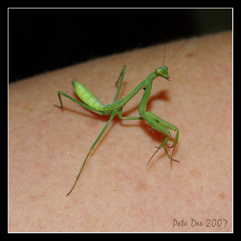[Image: Mantis-2.jpg]