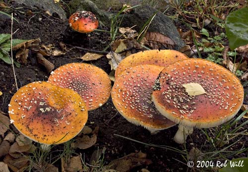 [Image: Mushrooms.jpg]