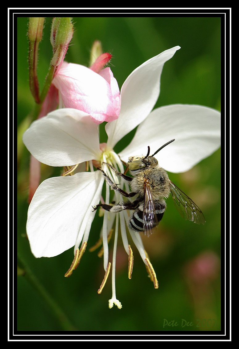 [Image: Native-bee-1.jpg]