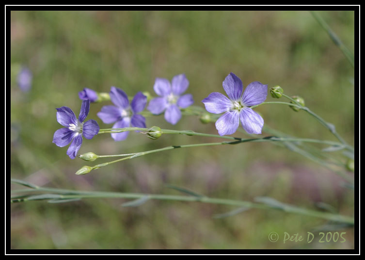 [Image: Native-flax.jpg]