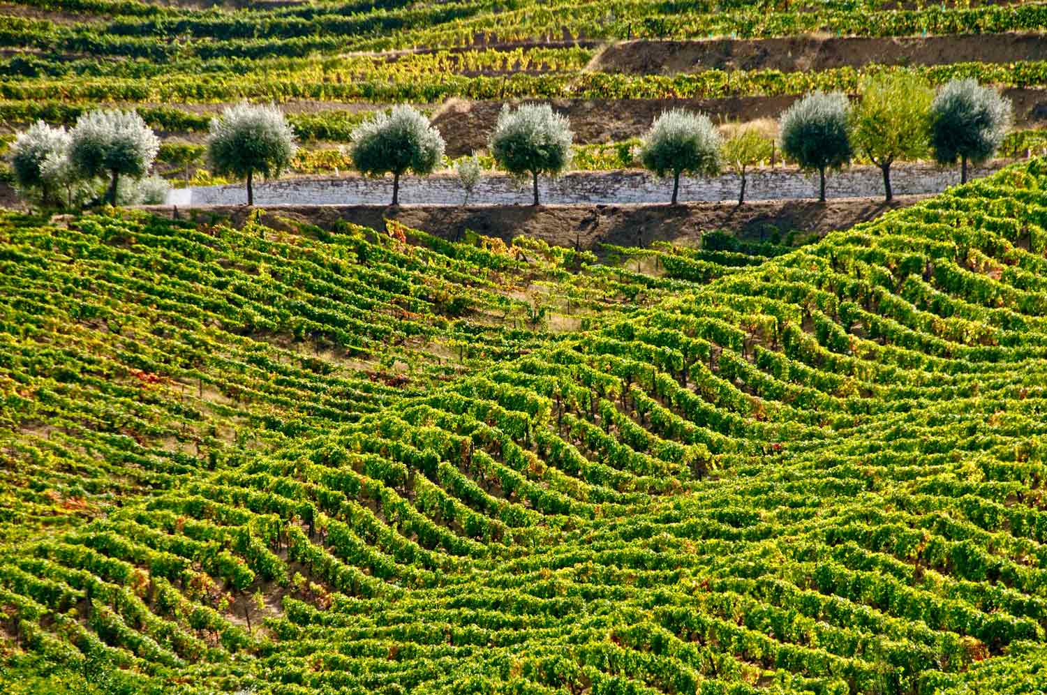 [Image: Near-Pinhao-Portugal-_DSC1643-12-09-08.jpg]