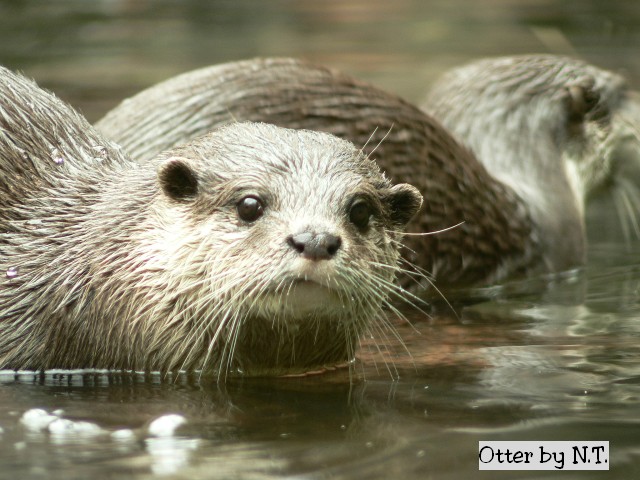 [Image: Otter.jpg]