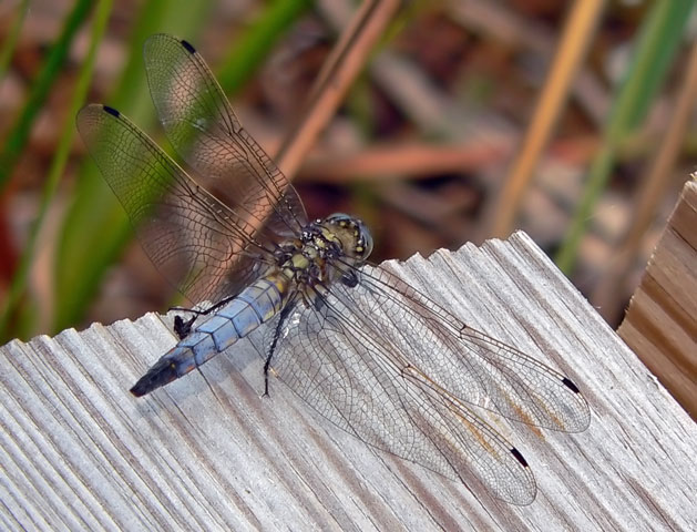 [Image: P1120050dragonfly.jpg]