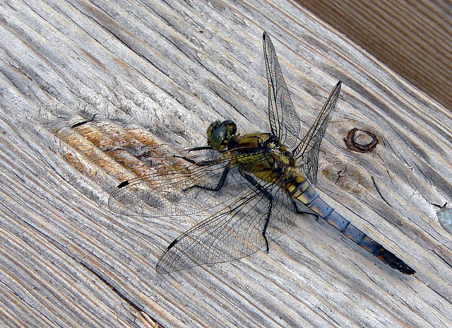 [Image: P1120055dragonfly.jpg]