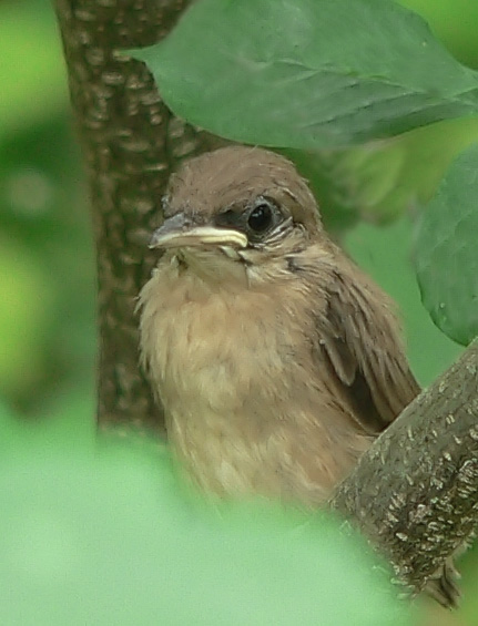 [Image: P1120103babybird.jpg]