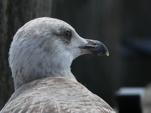 [Image: P1120306seagull.jpg]