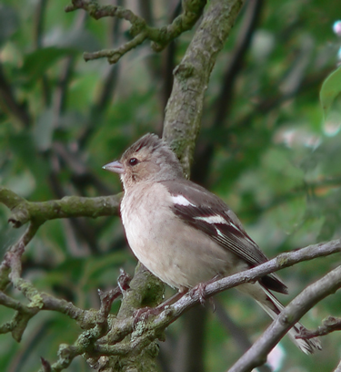 [Image: P1130029bird.jpg]