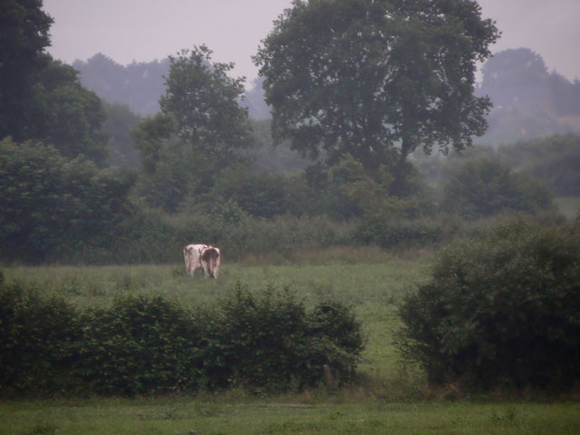 [Image: P1130210pastoral2.jpg]