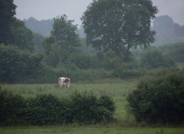 [Image: P1130210pastoral3.jpg]