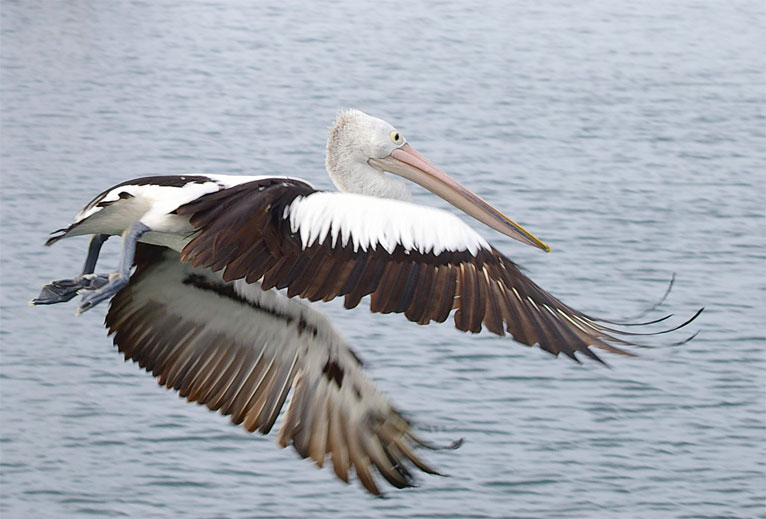[Image: Pelican-flying.jpg]