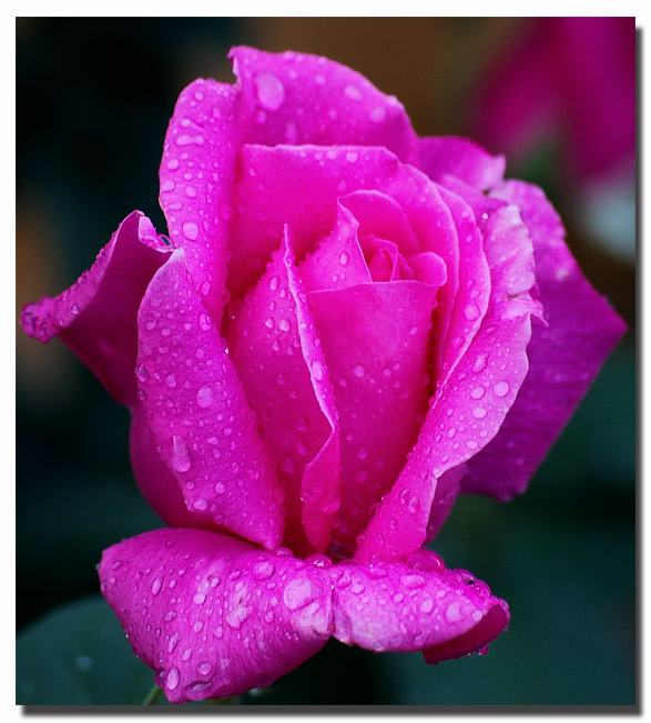 [Image: Pink-rose.jpg]