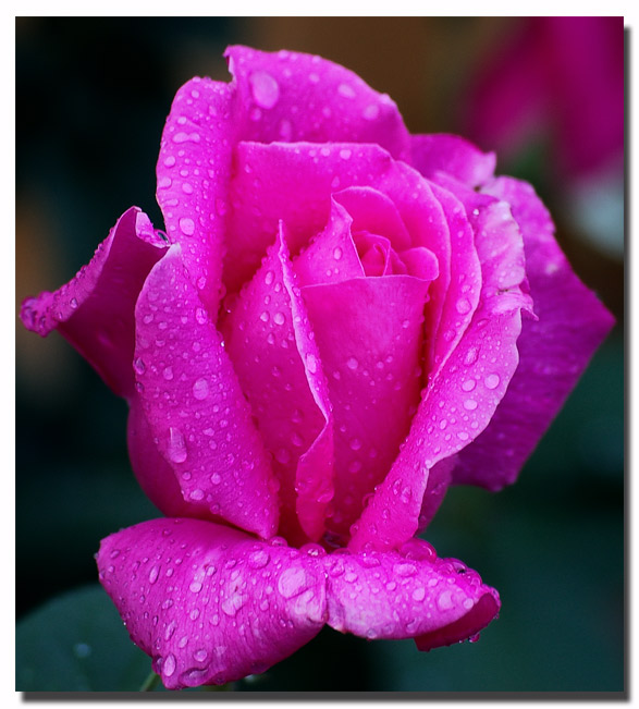 [Image: Pink-rose.jpg]