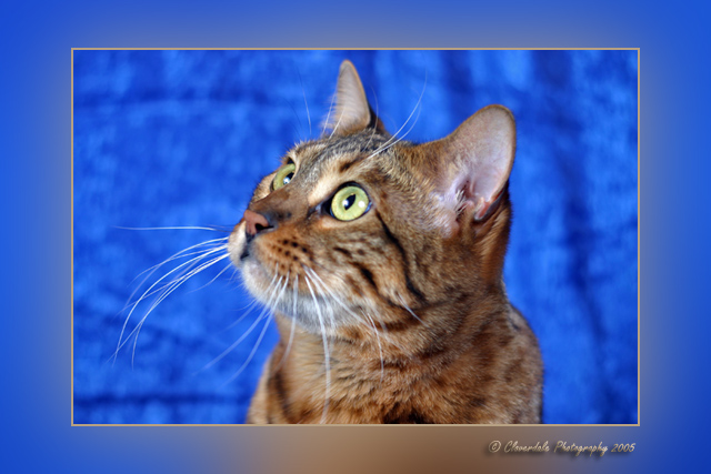 [Image: Pouncer-087-web.jpg]