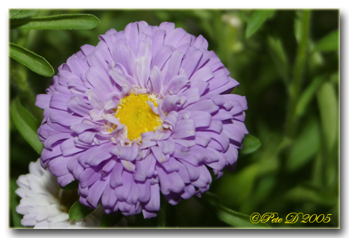 [Image: Purple-flower.jpg]