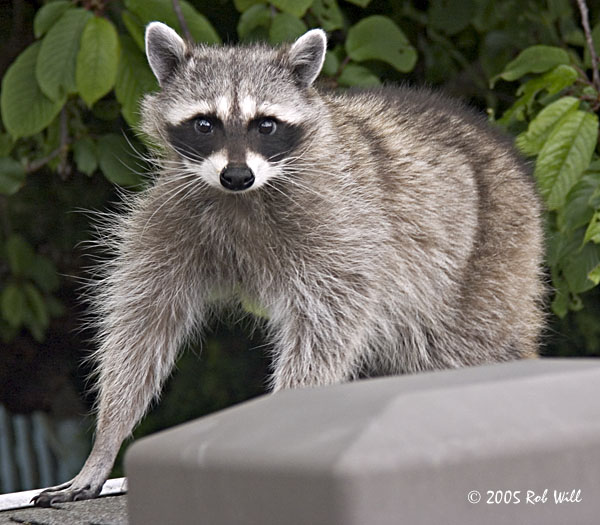 [Image: Raccoon.jpg]