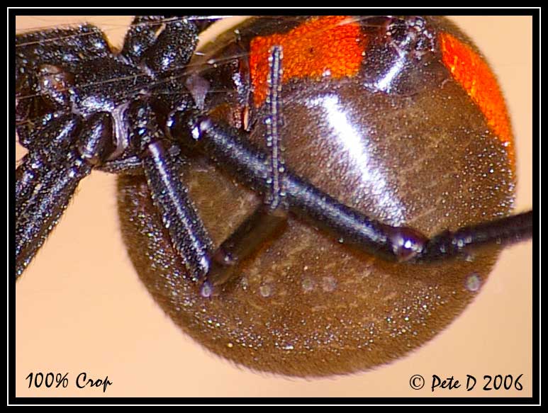 [Image: Redback-100-percent-crop.jpg]