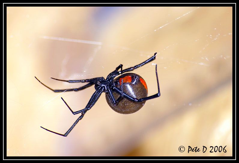 [Image: Redback-Spider.jpg]