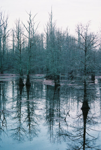 [Image: Reflections1.jpg]