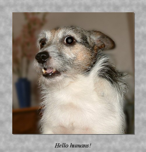 [Image: Small%20hello.jpg]