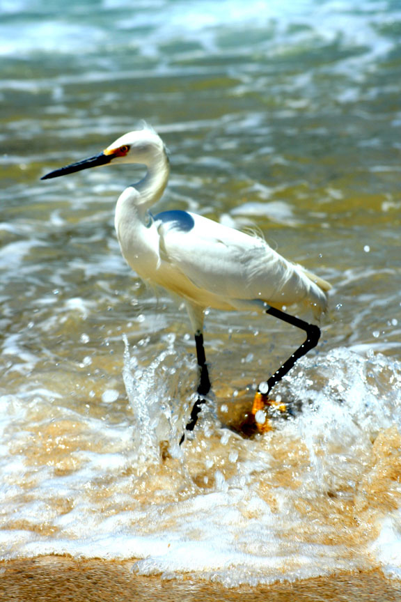 [Image: Snowy-Egret-(Yelapa)-copy-c.jpg]