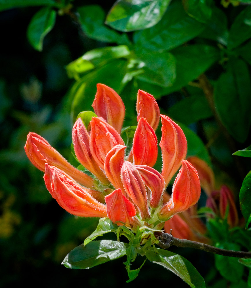 [Image: Spring,-life-and-hope,-Edwards-Gardens,-...1000-s.jpg]