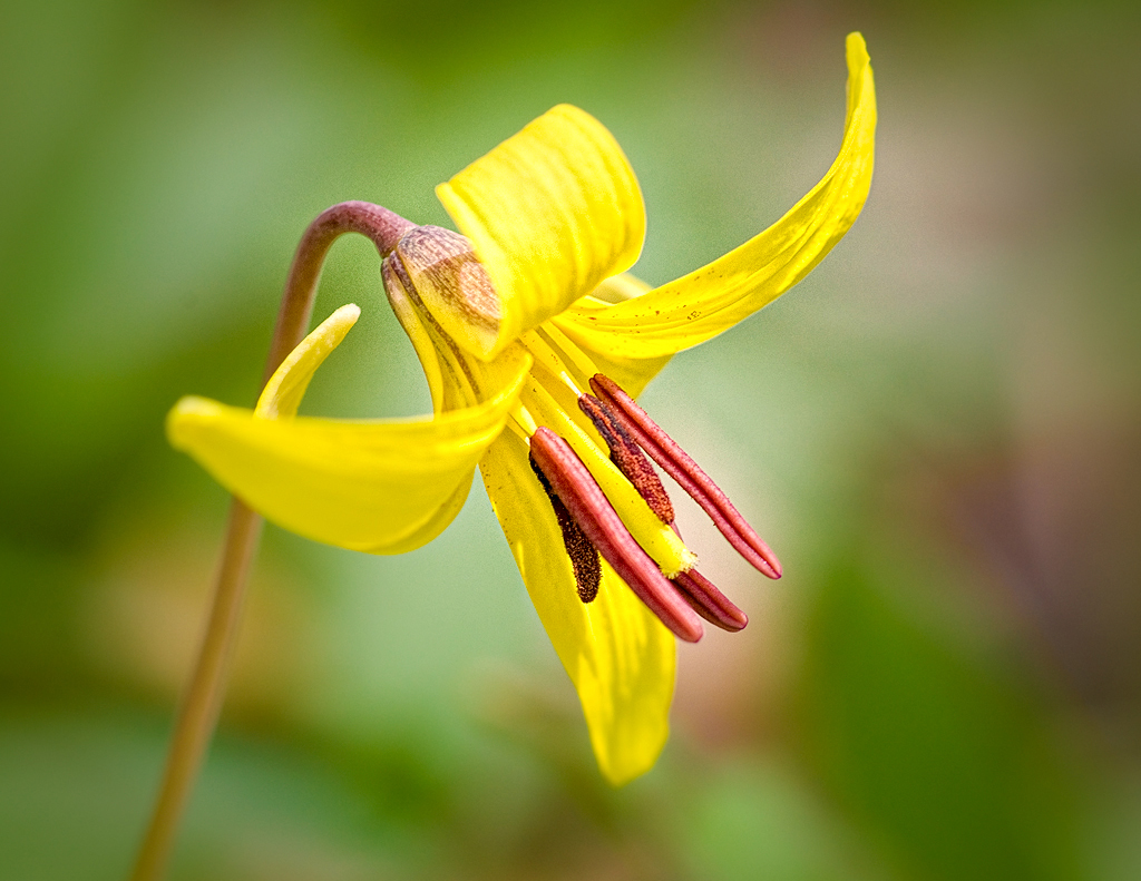 [Image: Spring-flower,-Edwards-Gardens-Toronto-A...1024-s.jpg]