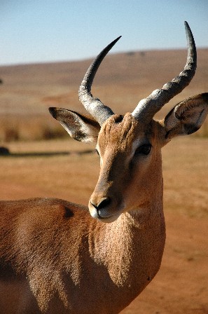 [Image: Springbok.JPG]