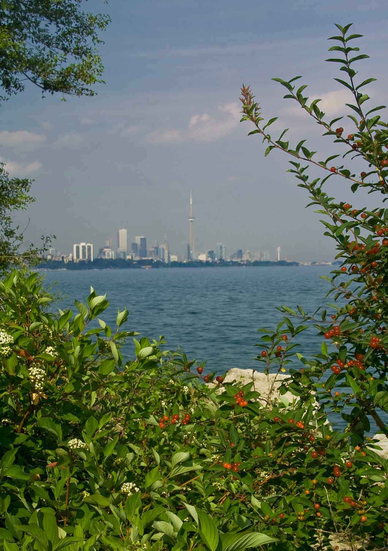 [Image: TO%20skyline_edit.jpg]