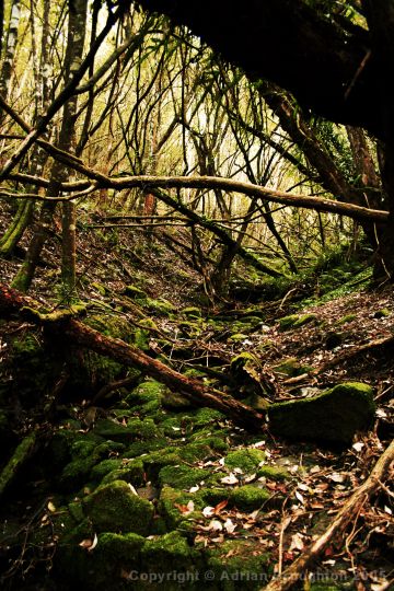 [Image: Tasmania%20-%20Fern%20Tree%20-%20Jacksons%20Bend.jpg]