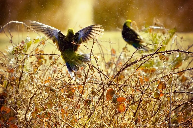 [Image: Tasmania%20-%20Rosellas%20in%20the%20Blackberries%20...nsvale.jpg]