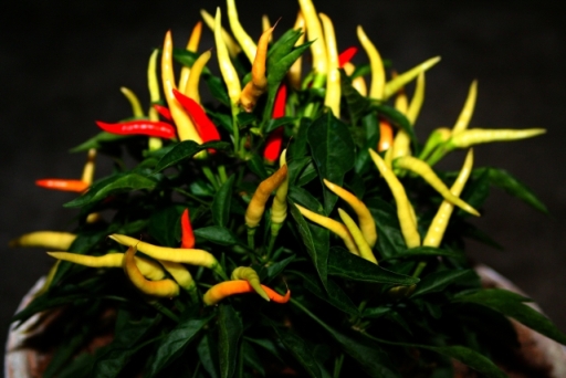 [Image: The%20Pepper%20Pot.jpg]