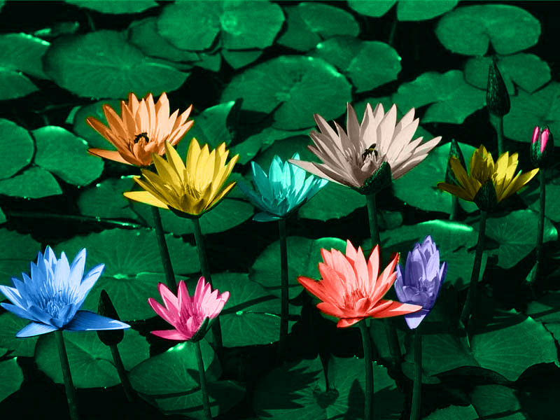 [Image: Water-lilies-coloured.jpg]