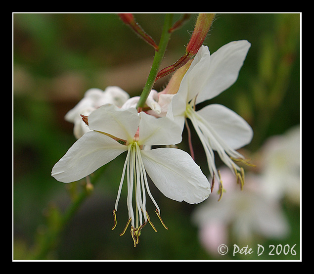 [Image: White-flower.jpg]