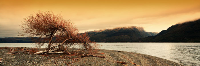[Image: Wide-Tree-1.jpg]